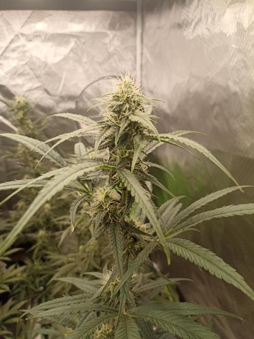 AntiDep F. Week 9