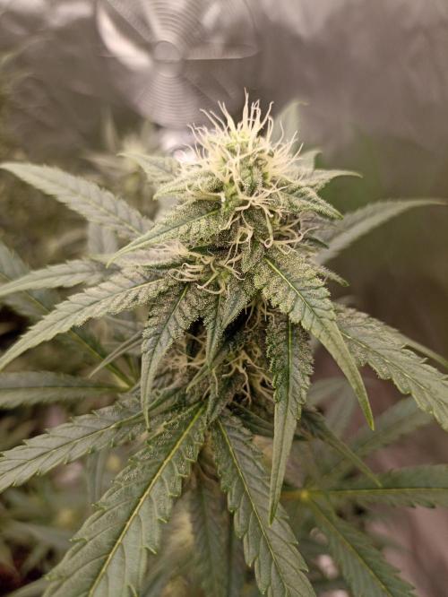 AntiDep F. Week 9