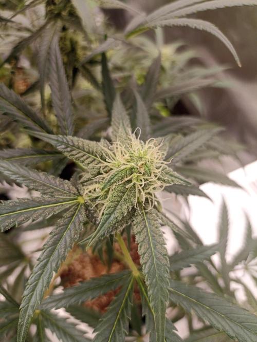 AntiDep F. Week 9
