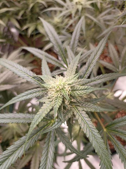 AntiDep F. Week 9