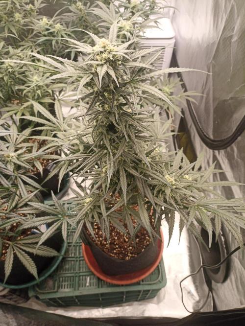 AntiDep Z. Week 9