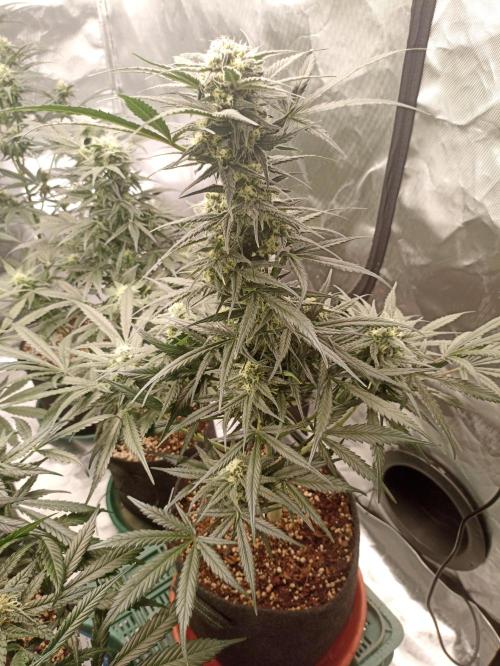 AntiDep Z. Week 9