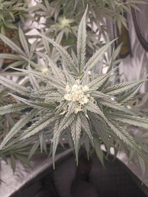 AntiDep Z. Week 9
