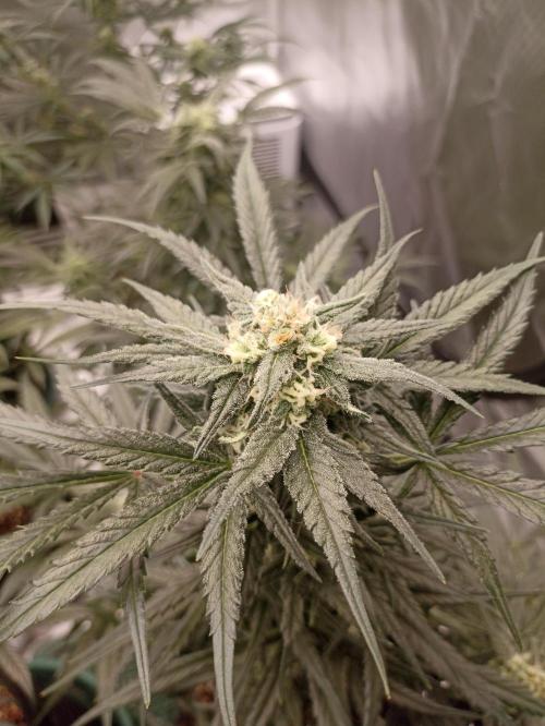 AntiDep Z. Week 9