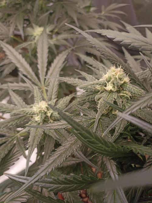AntiDep Z. Week 9