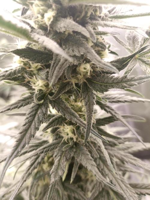 AntiDep Z. Week 9