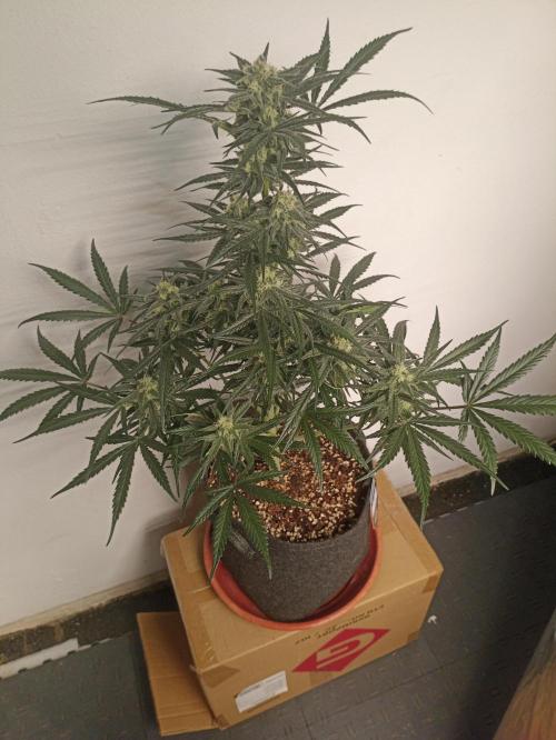 AntiDep Z. Week 9