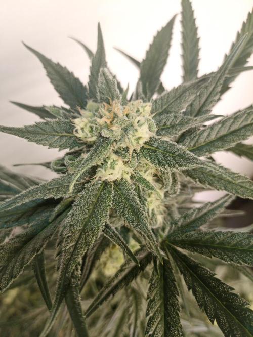 AntiDep Z. Week 9