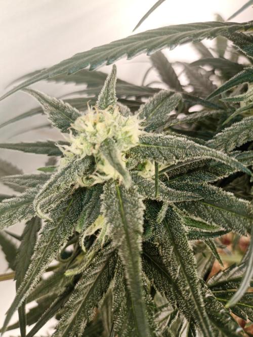 AntiDep Z. Week 9