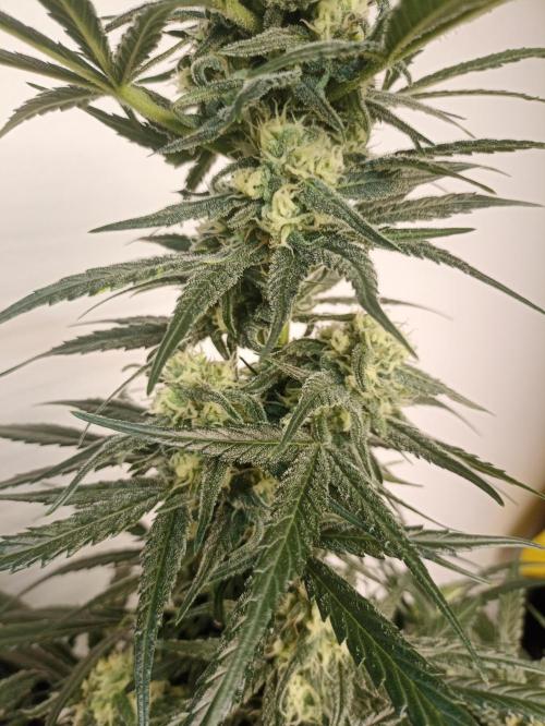 AntiDep Z. Week 9