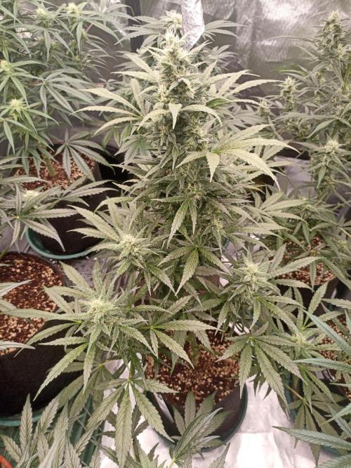AntiDep Z. Week 9