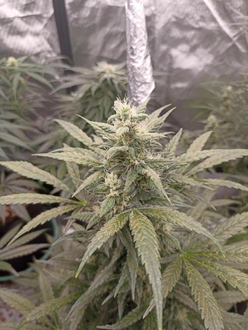 AntiDep Z. Week 9