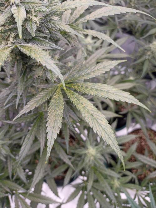 AntiDep Z. Week 9