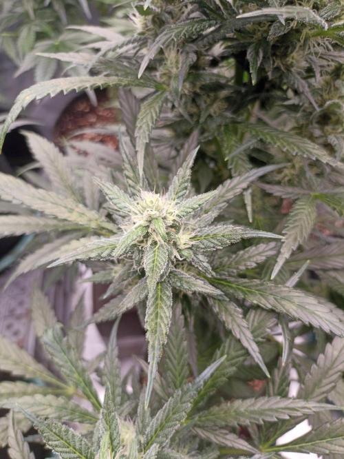AntiDep Z. Week 9
