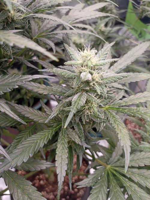 AntiDep Z. Week 9