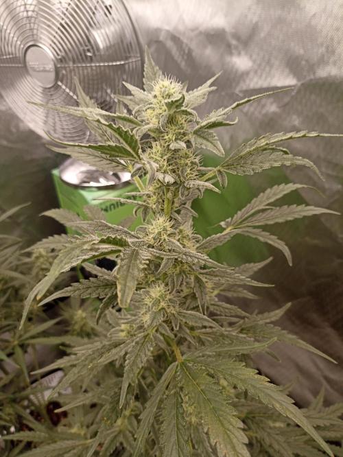 AntiDep Z. Week 9