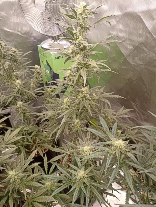AntiDep Z. Week 9