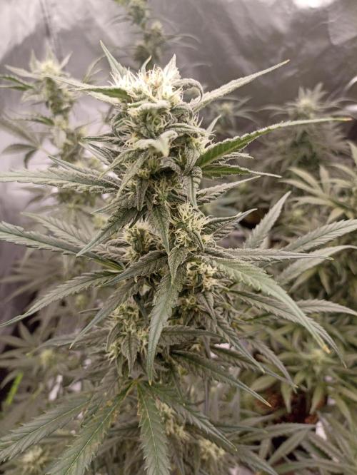 AntiDep Z. Week 9