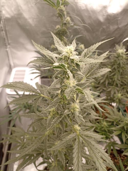 AntiDep Z. Week 9