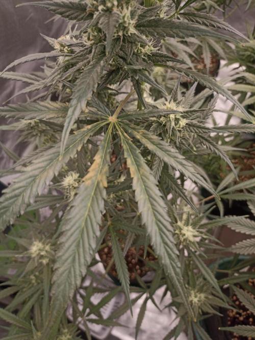 AntiDep Z. Week 9