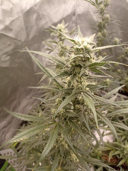 AntiDep Z. Week 9