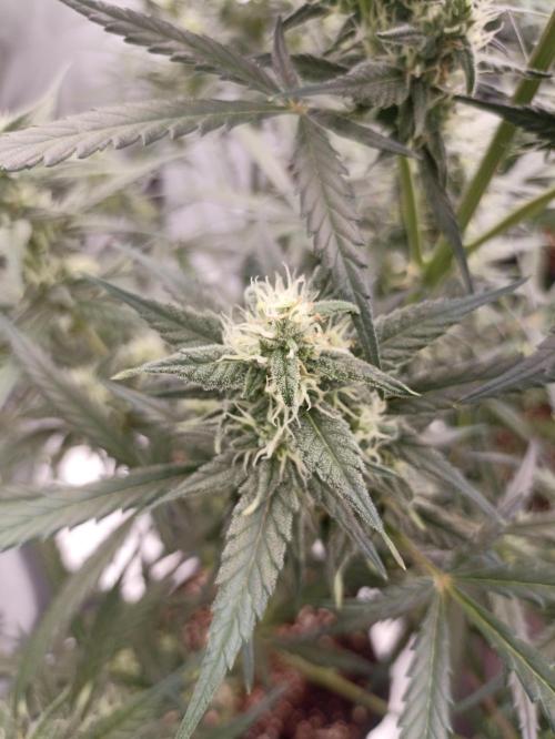 AntiDep Z. Week 9