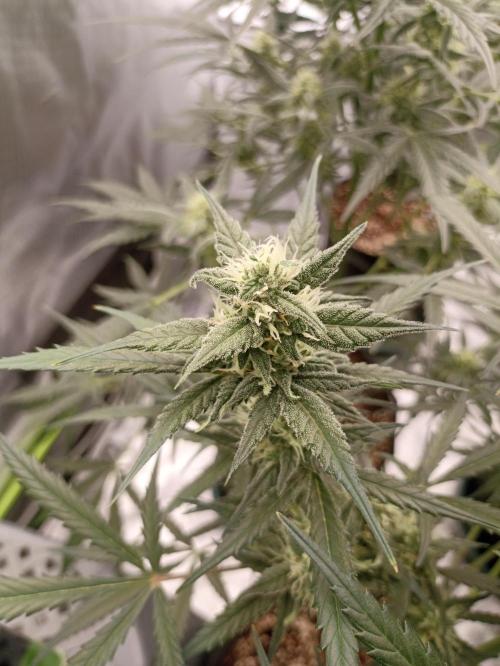 AntiDep Z. Week 9