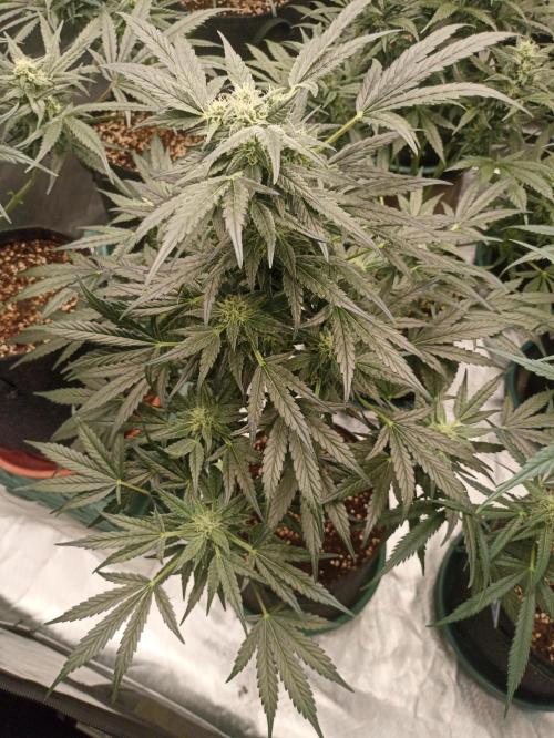 AntiDep AK. Week 9