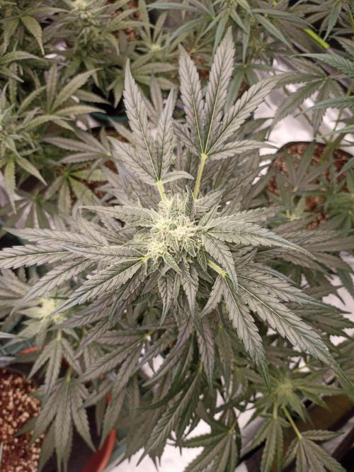 AntiDep AK. Week 9