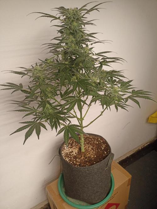 AntiDep AK. Week 9
