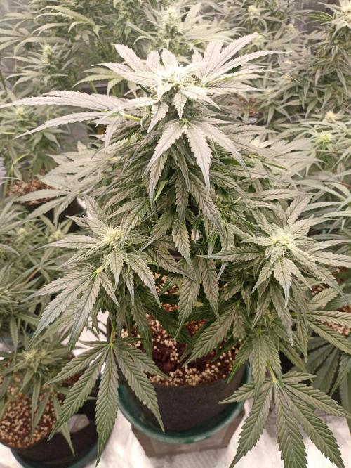 AntiDep AK. Week 9