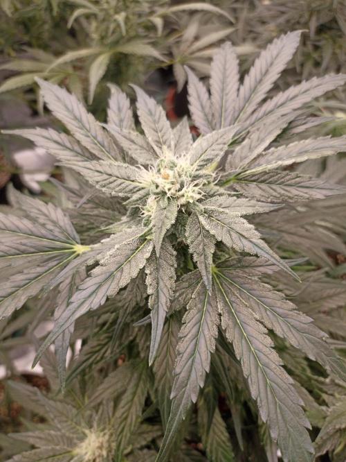 AntiDep AK. Week 9