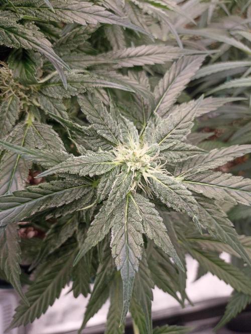 AntiDep AK. Week 9