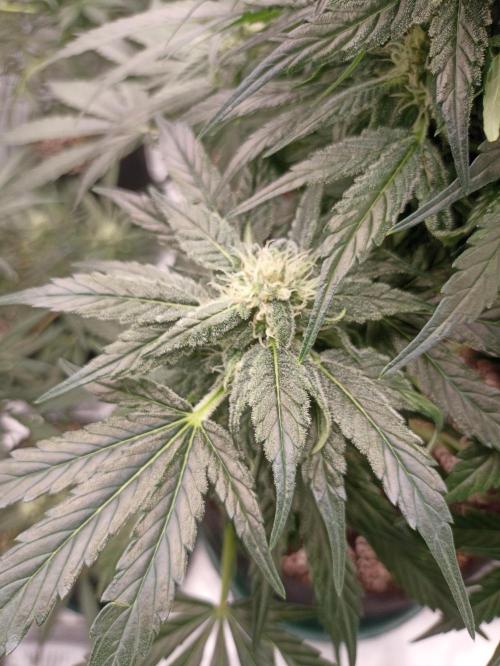 AntiDep AK. Week 9