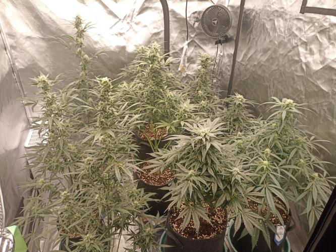AntiDep AK. Week 9