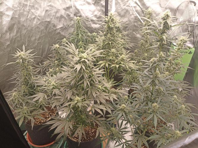 Auto AK XXL. Week 9
