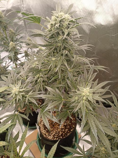 AntiDep AK. Week 10