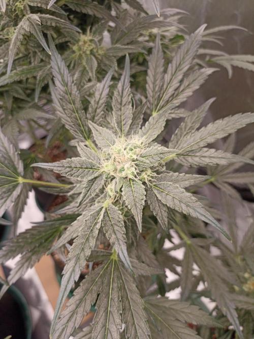 AntiDep AK. Week 10
