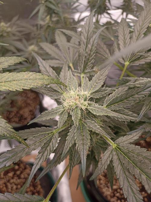AntiDep AK. Week 10