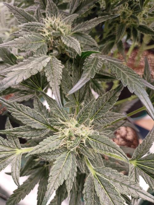AntiDep AK. Week 10