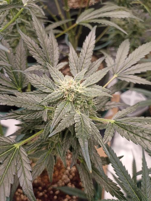 AntiDep AK. Week 10