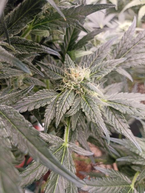 AntiDep AK. Week 10