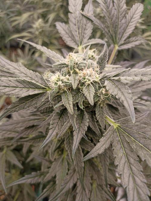 AntiDep AK. Week 10