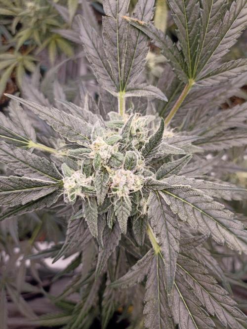AntiDep AK. Week 10