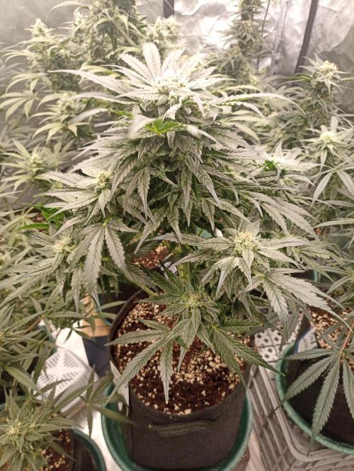 AntiDep AK. Week 10