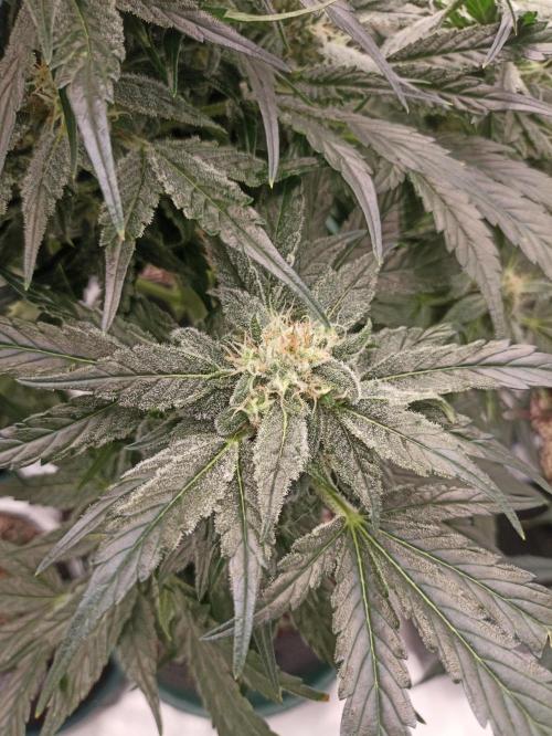 AntiDep AK. Week 10