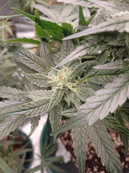 AntiDep AK. Week 10