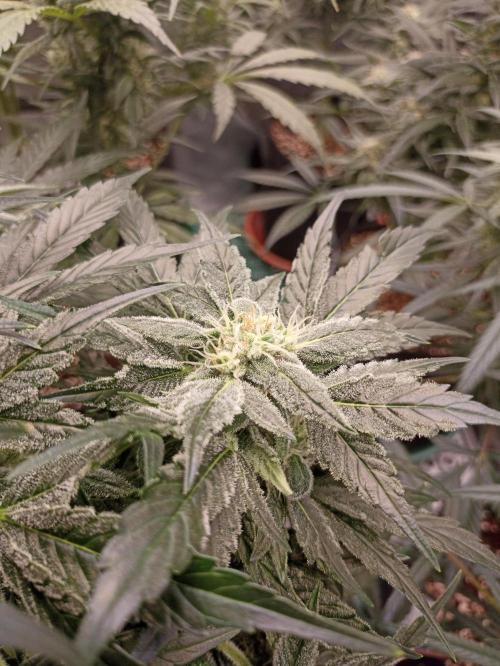 AntiDep AK. Week 10