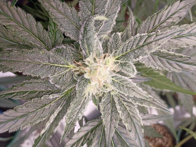 AntiDep AK. Week 10