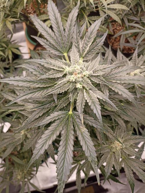 AntiDep AK. Week 10
